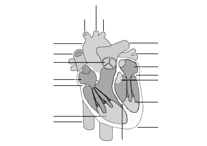 human heart diagram labeled black and white